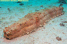 sea cucumber